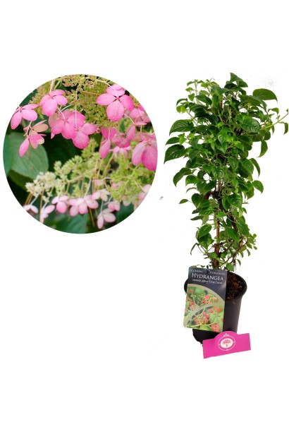 Саджанець Гортензія черешкова вюнка Круг Корал